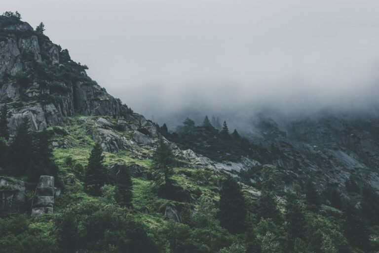 Home green leafed trees during fog time 167684.jpg